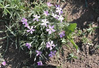 Hart Mountain National Antelope Refuge, Oregon, purple flowers